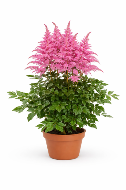 Астильба arendsii Cattleya фото